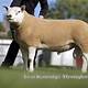 Image of texel sheep